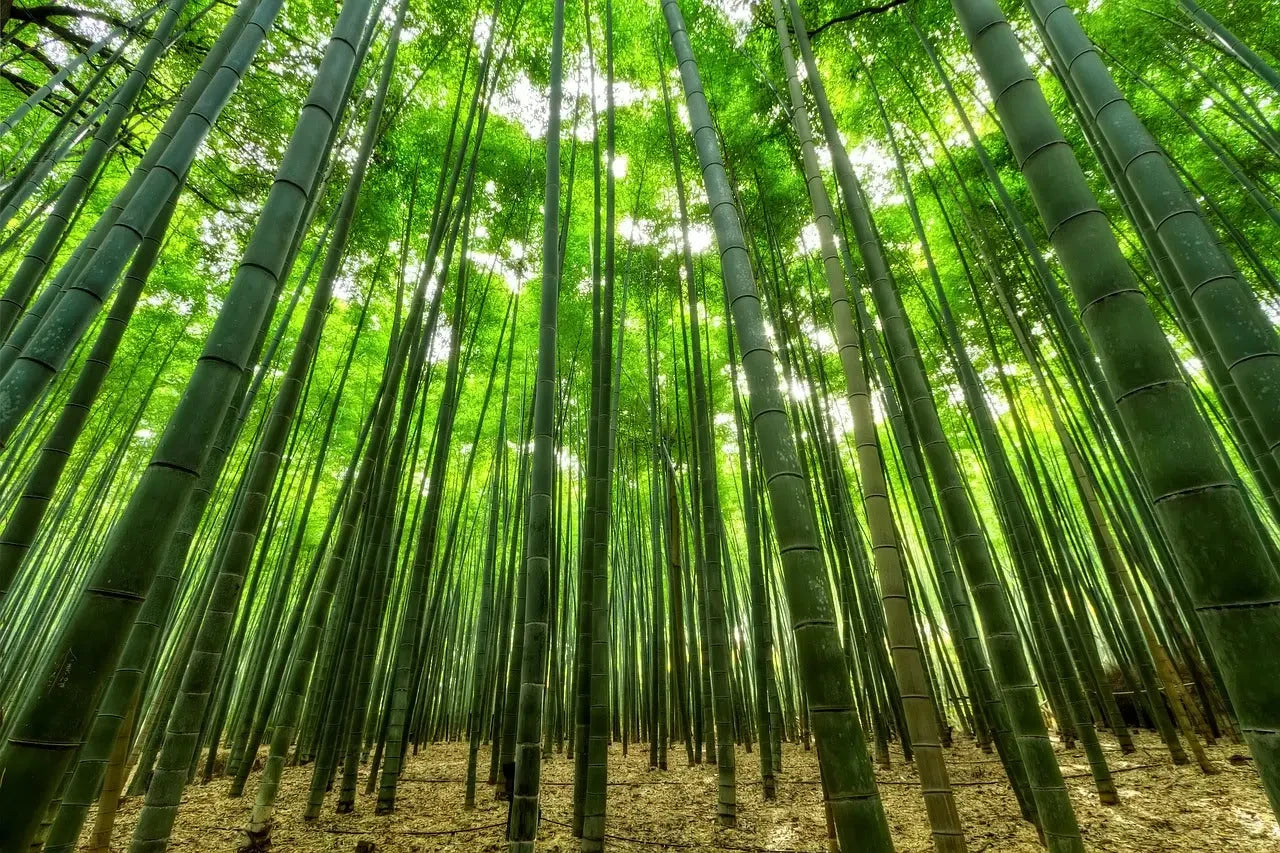 What’s the fuss about bamboo?