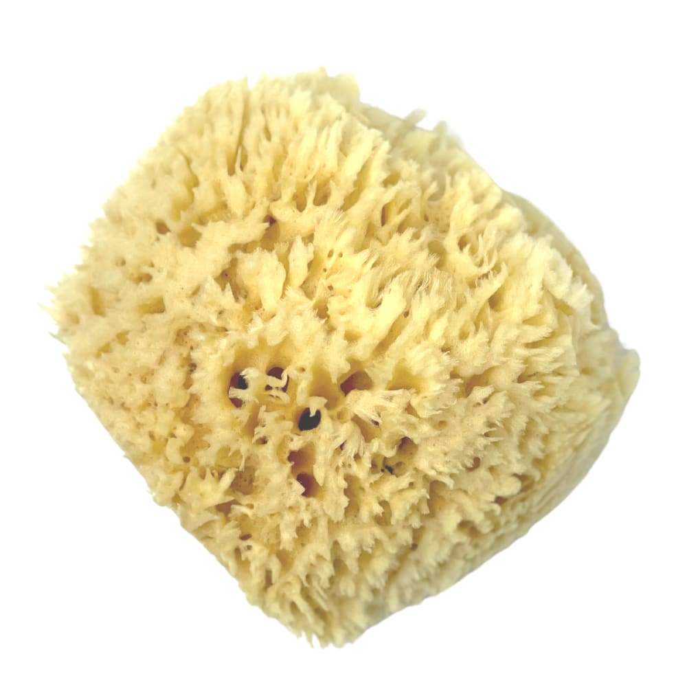 Sea Sponge - Large - Sea Sponge